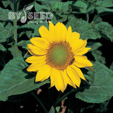 Tournesol nain Zebulon