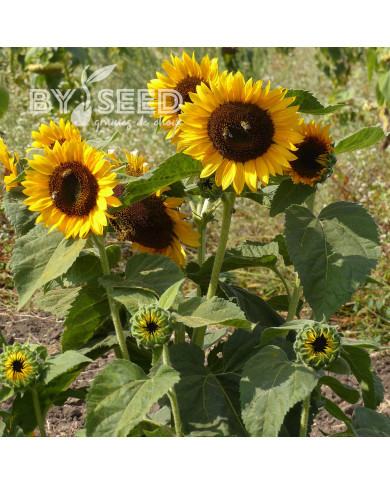 Tournesol nain Pradera Gold F1