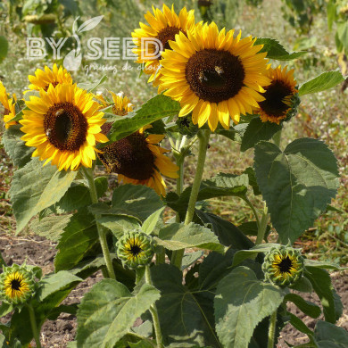 Tournesol nain Pradera Gold F1