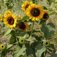Tournesol nain Pradera Gold F1