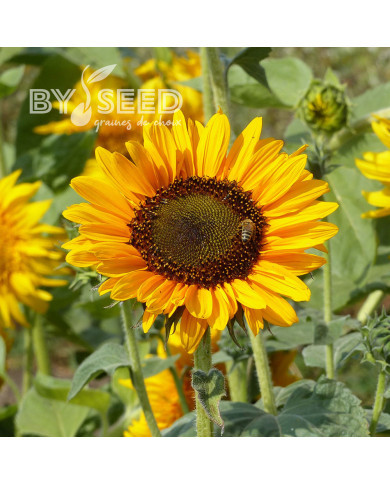 Tournesol haut Soraya