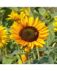 Tournesol nain Pradera Gold F1
