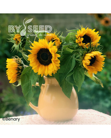 Tournesol haut Holiday