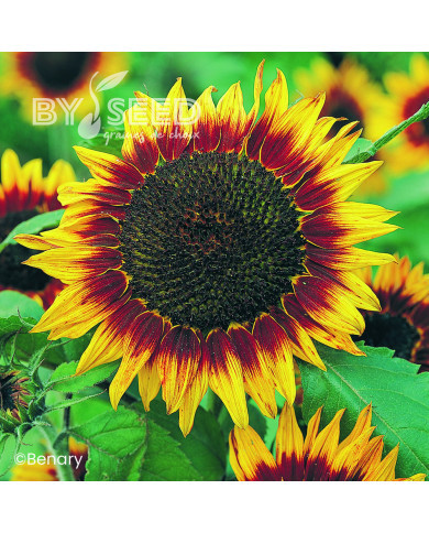 Tournesol haut Floristan