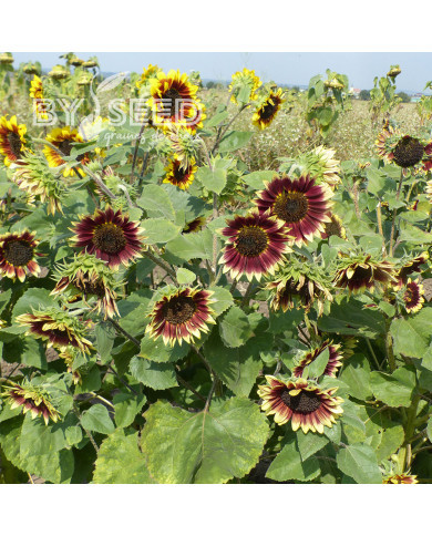 Tournesol haut Florenza