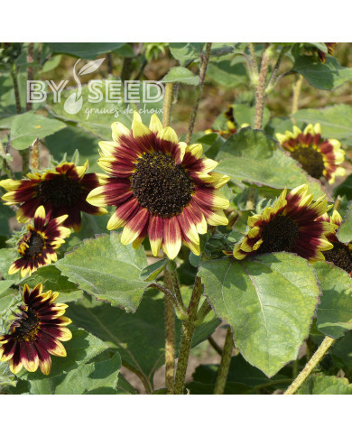 Tournesol haut Florenza