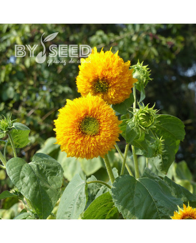 Tournesol haut double Orange Sun