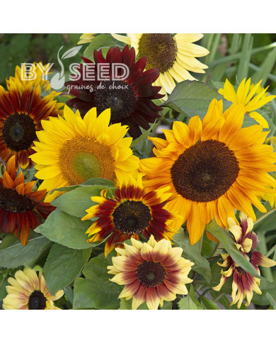 Tournesol F1 Summer Time F1 Formula Mixture