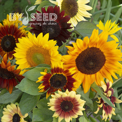 Tournesol F1 Summer Time F1 Formula Mixture