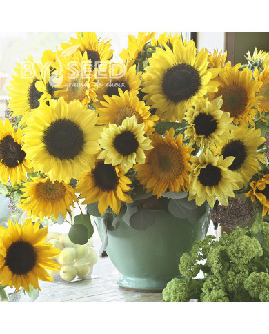 Tournesol F1 Special Cutflower F1 Formula Mixture