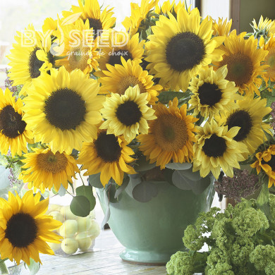 Tournesol F1 Special Cutflower F1 Formula Mixture