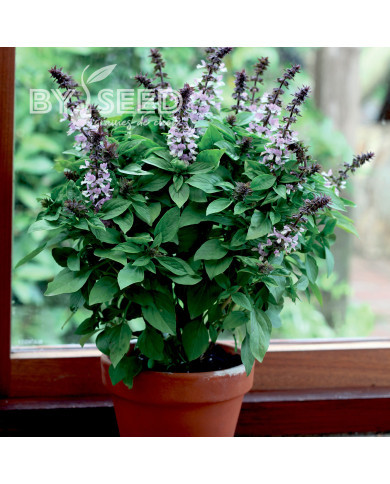 Basilic Floral Spires