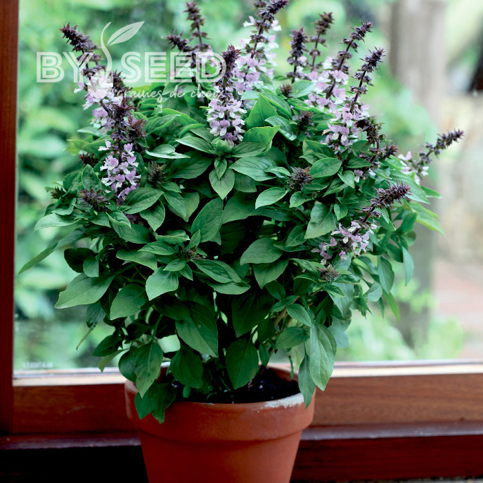 Basilic Floral Spires