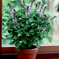 Basilic Floral Spires