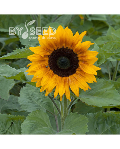 Tournesol F1 Copper Queen F1