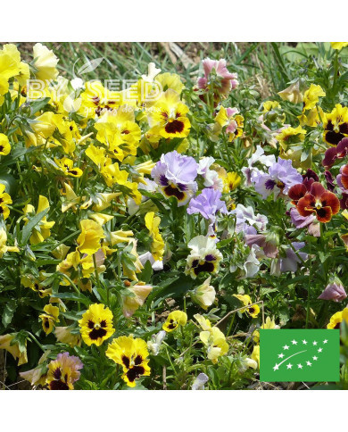 Pensée à fleurs ondulées Frou Frou BIO