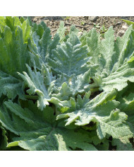 Sauge canariensis Lancelot