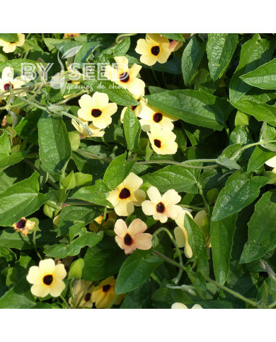 Suzanne-aux-yeux-noirs Spanish Eyes