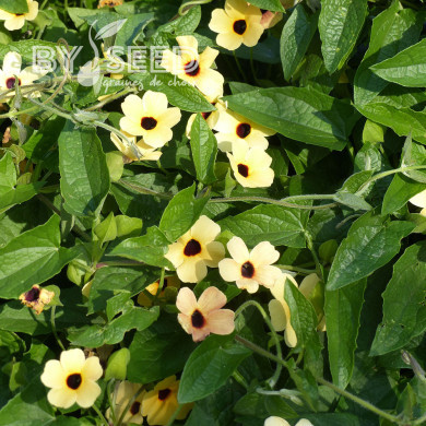 Suzanne-aux-yeux-noirs Spanish Eyes