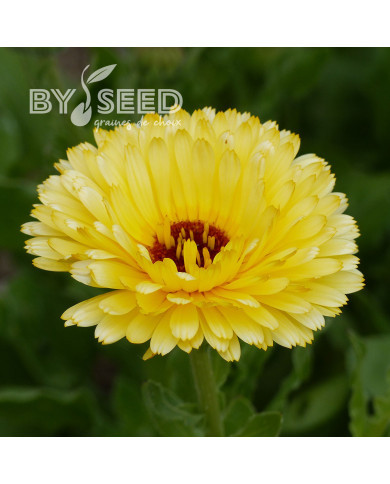 Souci Pacific Beauty Cream