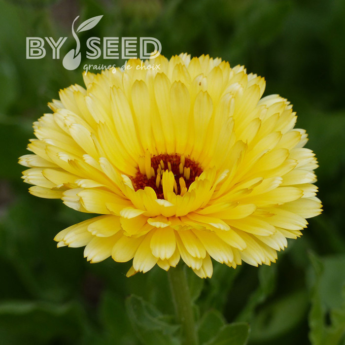 Souci Pacific Beauty Cream