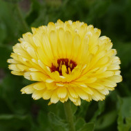 Souci Pacific Beauty Cream