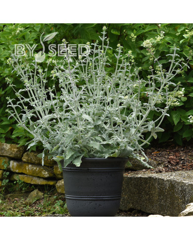 Sauge canariensis Lancelot