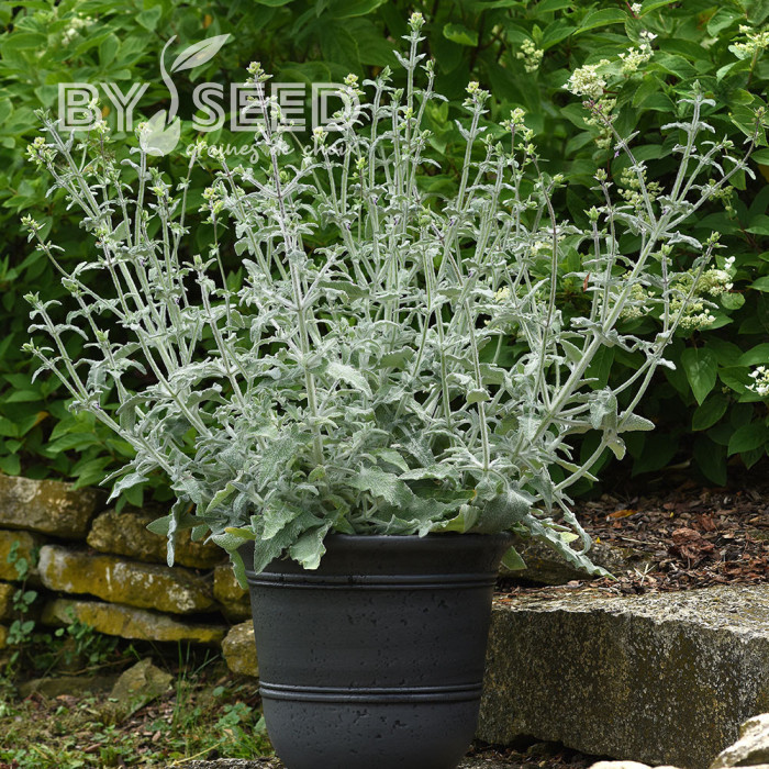 Sauge canariensis Lancelot