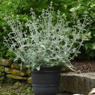 Sauge canariensis Lancelot