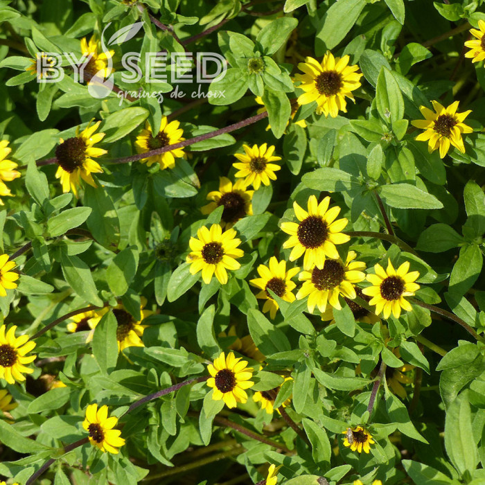Sanvitalia Yellow