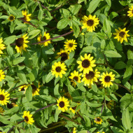 Sanvitalia Yellow