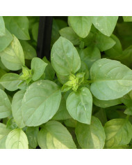 Basilic Floral Spires