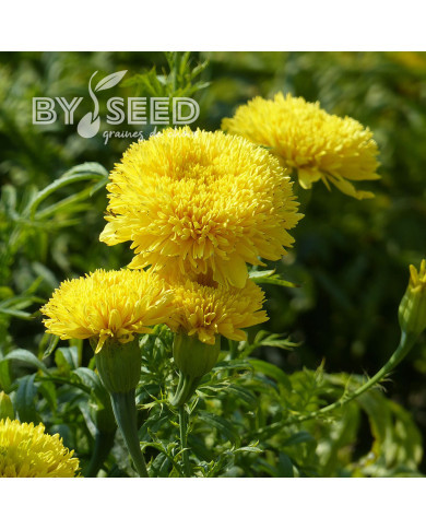 Rose d'Inde haute Fantastic Yellow