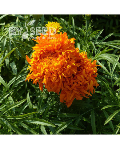 Rose d'Inde haute Fantastic Orange