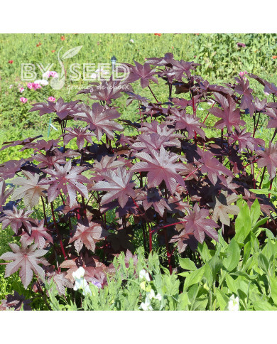 Ricin New Zealand Purple