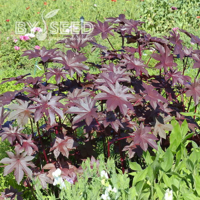 Ricin New Zealand Purple