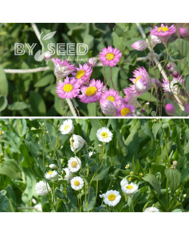 Rhodanthe manglesii Mix