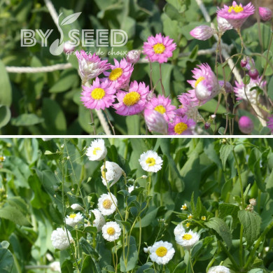 Rhodanthe manglesii Mix