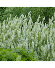 Ricin New Zealand Purple