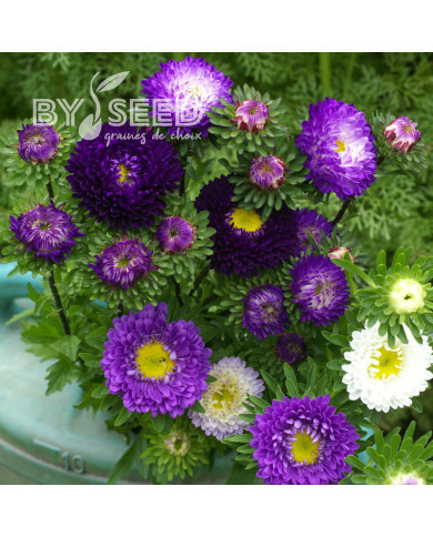 Reine-Marguerite Matsumoto Blue Ocean Mix