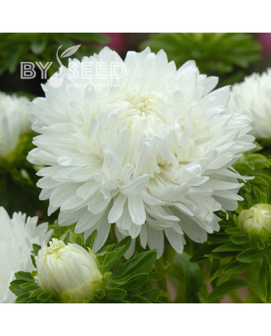 Reine-Marguerite King Size White