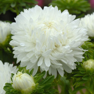 Reine-Marguerite King Size White