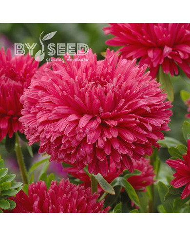 Reine-Marguerite King Size Red