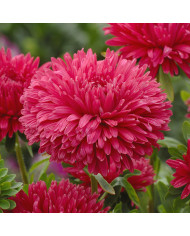 Reine-Marguerite King Size White