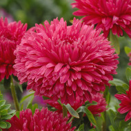 Reine-Marguerite King Size Red