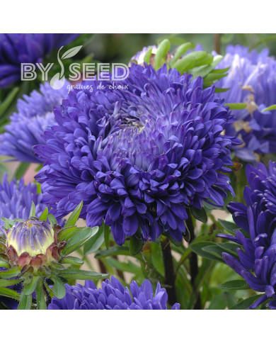 Reine-Marguerite King Size Mid-Blue