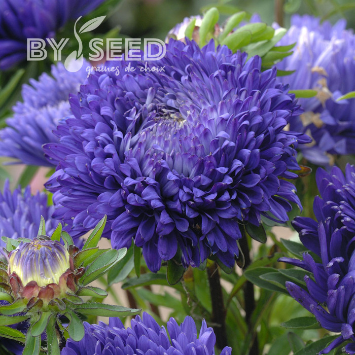 Reine-Marguerite King Size Mid-Blue