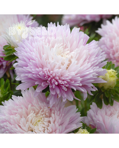 Reine-Marguerite King Size Appleblossom