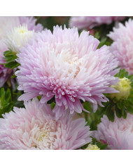Reine-Marguerite King Size Mid-Blue