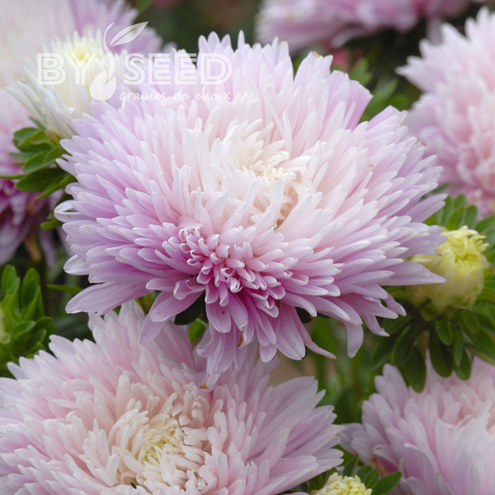 Reine-Marguerite King Size Appleblossom